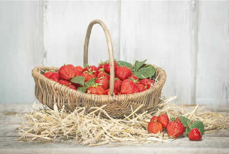 Fragaria x ananassa