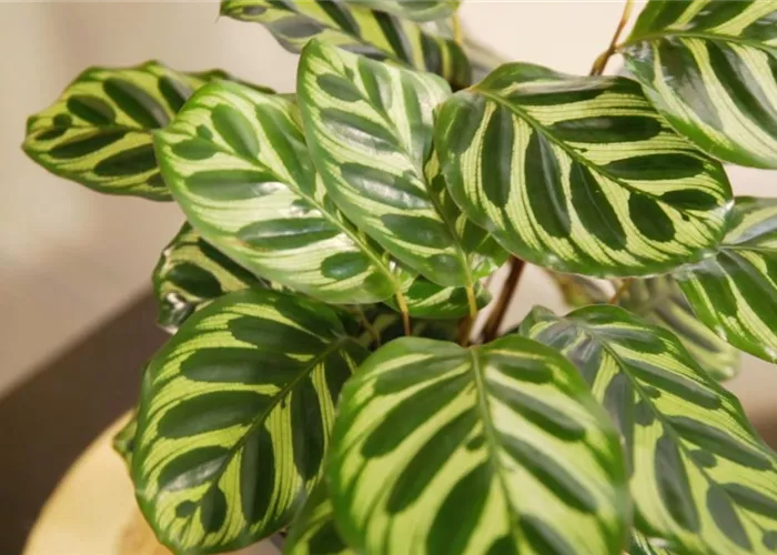 Zimmerpflanzenportrait - Korbmarante