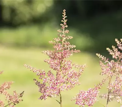 Astilbe (Arendsii-Gruppe) 'Anita Pfeifer'