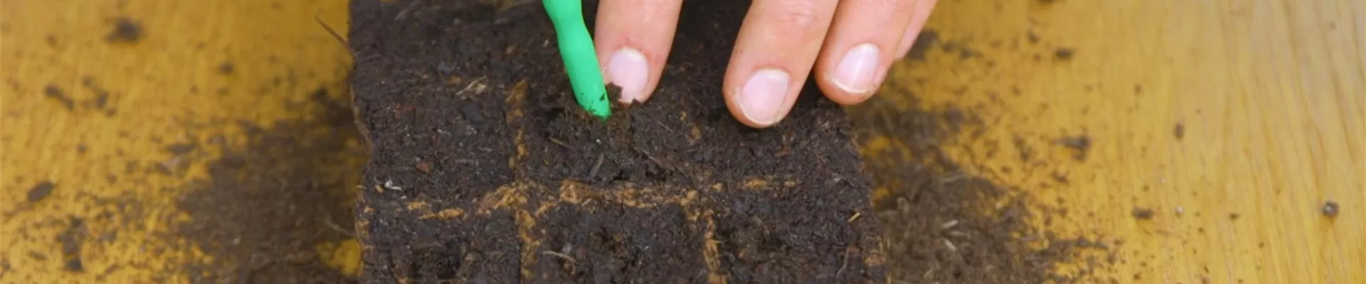 Gemüsepaprika - Aussaat (Thumbnail) Gemüsepaprika - Aussaat (Thumbnail)