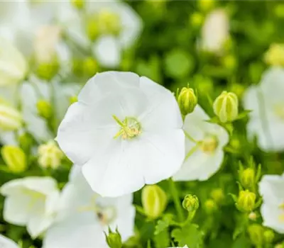 Campanula carpatica 'Weisse Clips'