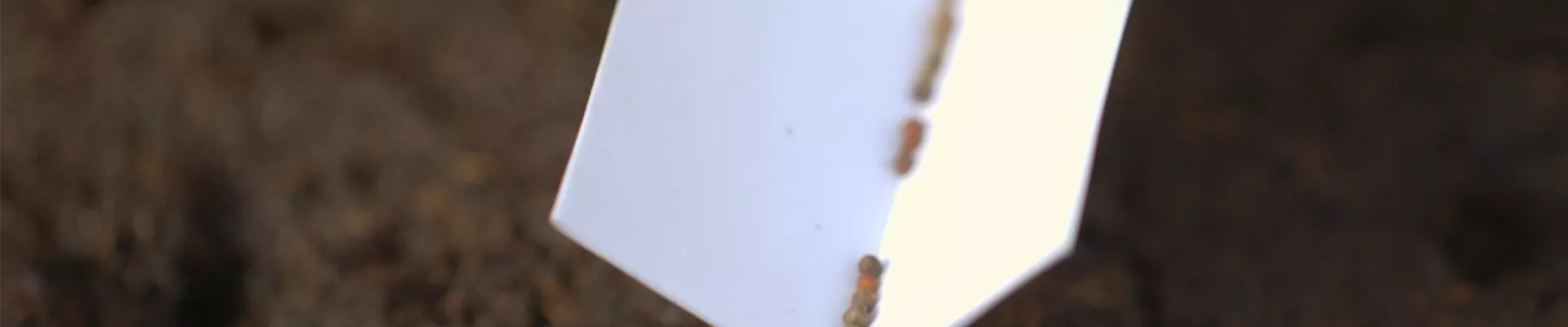 Brokkoli - Aussaat (Thumbnail) Brokkoli - Aussaat (Thumbnail)