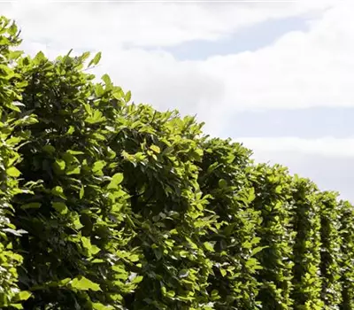 Carpinus betulus 'Frans Fontaine'