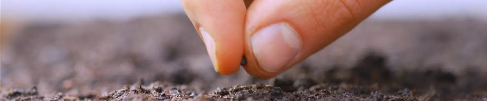 Salbei - Aussaat (Thumbnail)