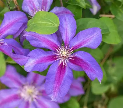 Clematis (Patens-Gruppe) 'Mrs N. Thompson'