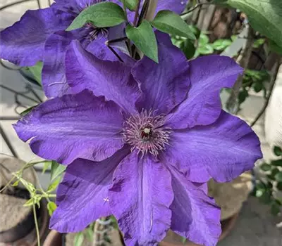 Clematis (Patens) 'The President'