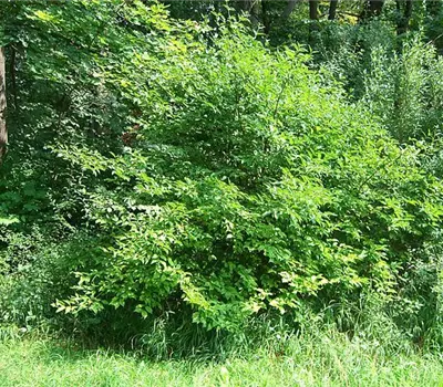 Cornus mas