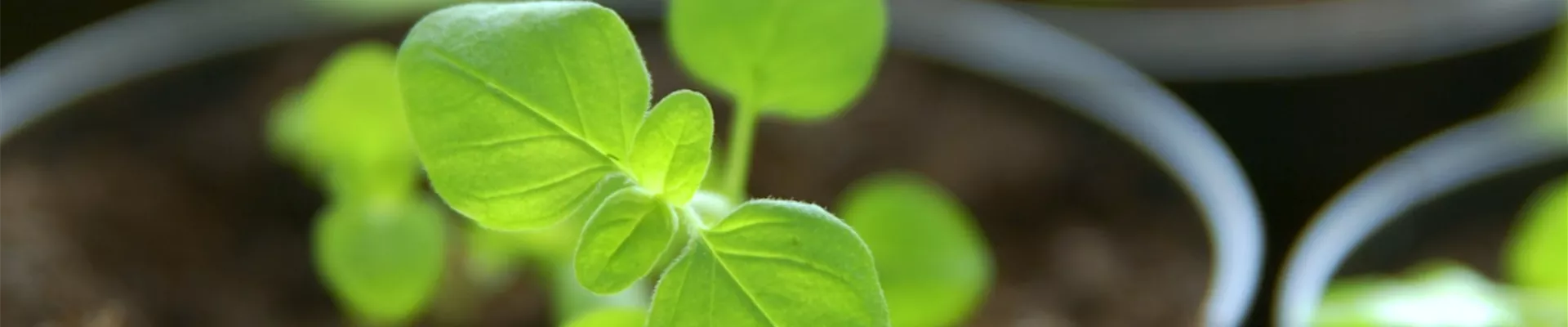 Salbei - Pikieren (Thumbnail)