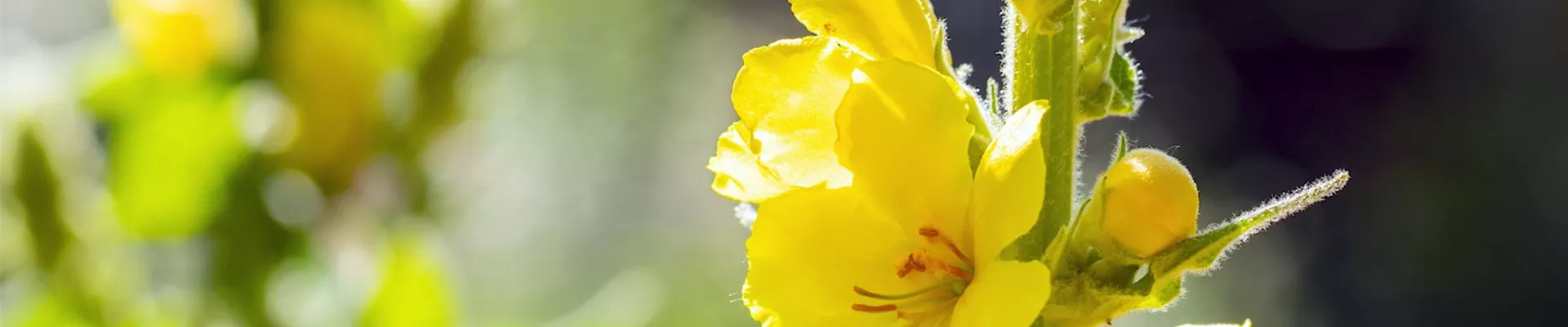 Königskerze - Einpflanzen im Garten (Thumbnail) Königskerze - Einpflanzen im Garten (Thumbnail)