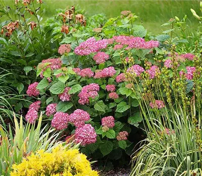 Hydrangea arborescens 'Pink Annabelle'