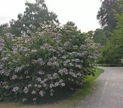 Hydrangea aspera 'Macrophylla'
