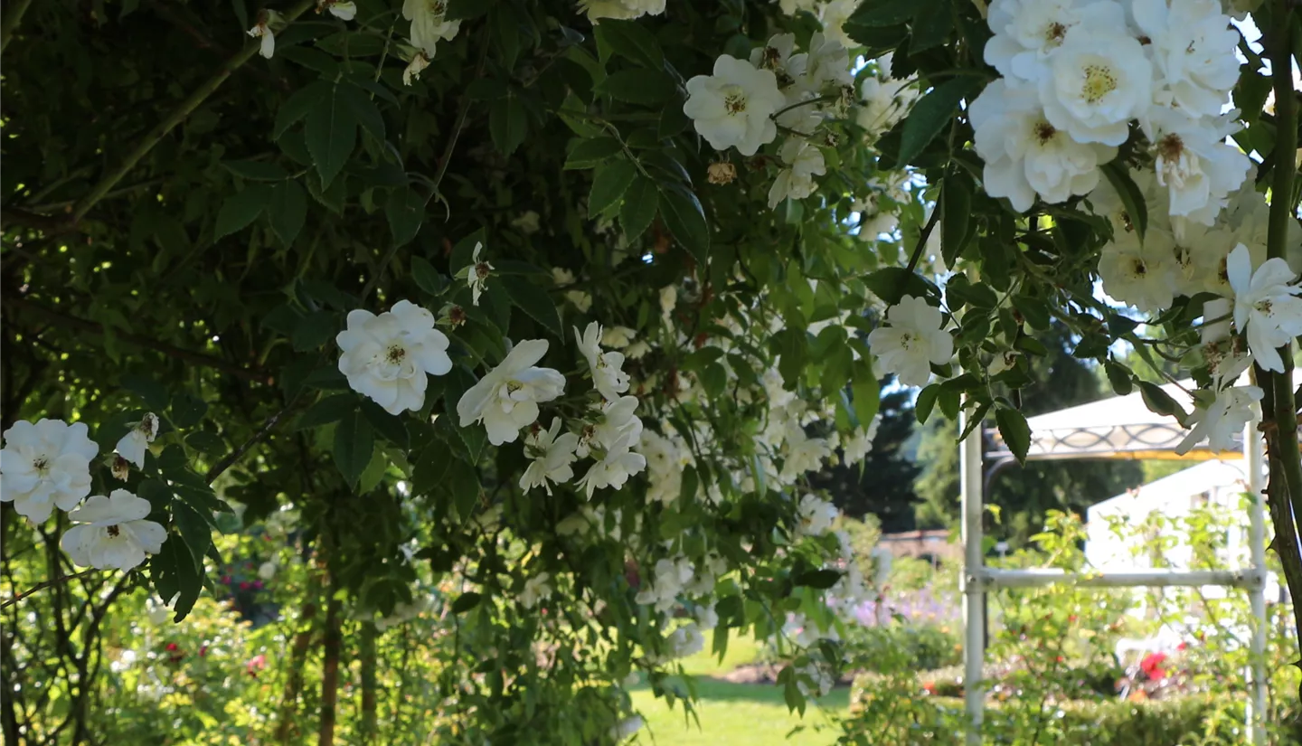 Blick in den Schaugarten (Rose Bobbie James)