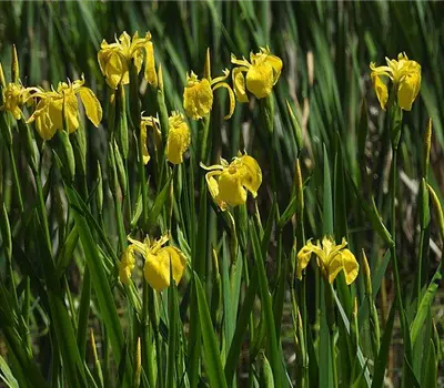 Iris pseudacorus