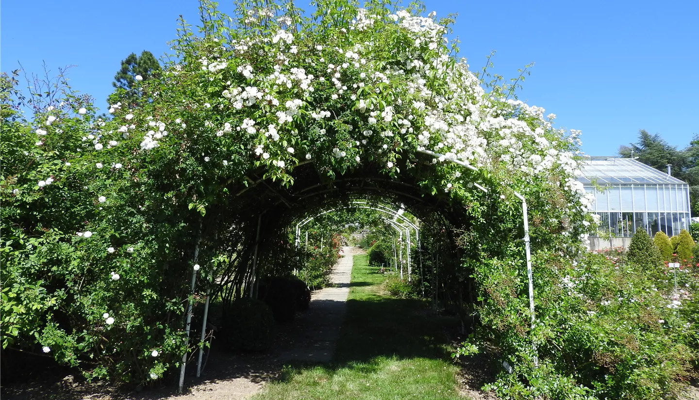 Blick in den Schaugarten (Rose Bobbie James)