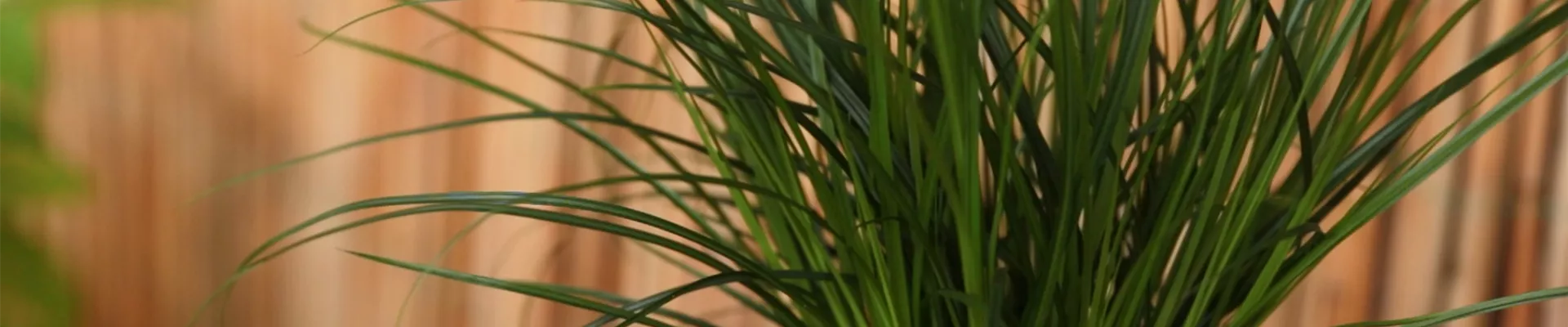 Gartensegge - Einpflanzen in ein Gefäss (Thumbnail) Gartensegge - Einpflanzen in ein Gefäss (Thumbnail)