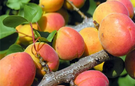 Prunus (Aprikose) 'Orangered'