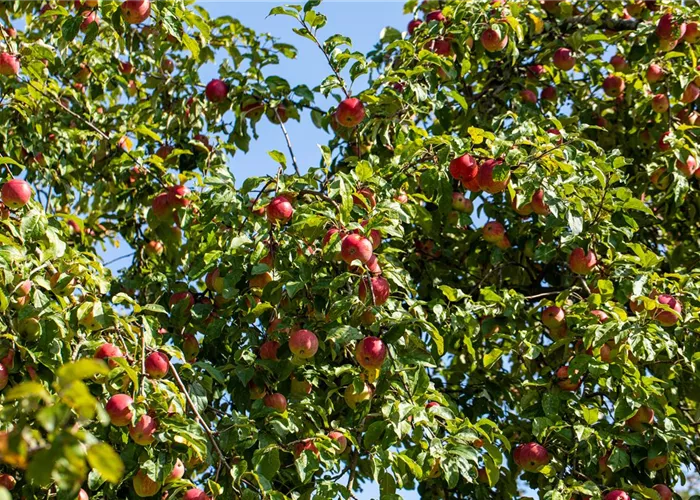 Lokale, einheimische Produktion