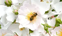 Rosa (Bodendeckerrose) 'Apfelblüte'®