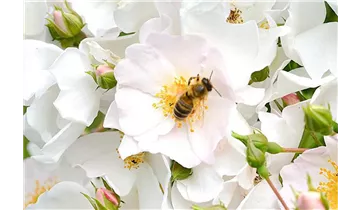 Rosa (Bodendeckerrose) 'Apfelblüte'®