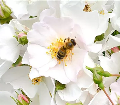 Rosa (Bodendeckerrose) 'Apfelblüte'® Rosa (Bodendeckerrose) 'Apfelblüte'®