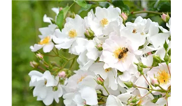 Rosa (Bodendeckerrose) 'Apfelblüte'®