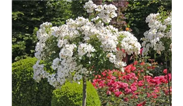 Rosa (Bodendeckerrose) 'Apfelblüte'®