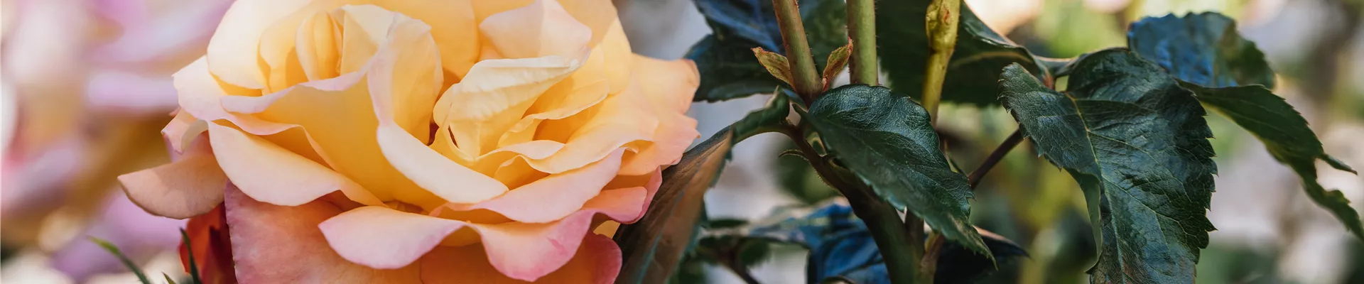 Edelrose, apricot Edelrose, apricot