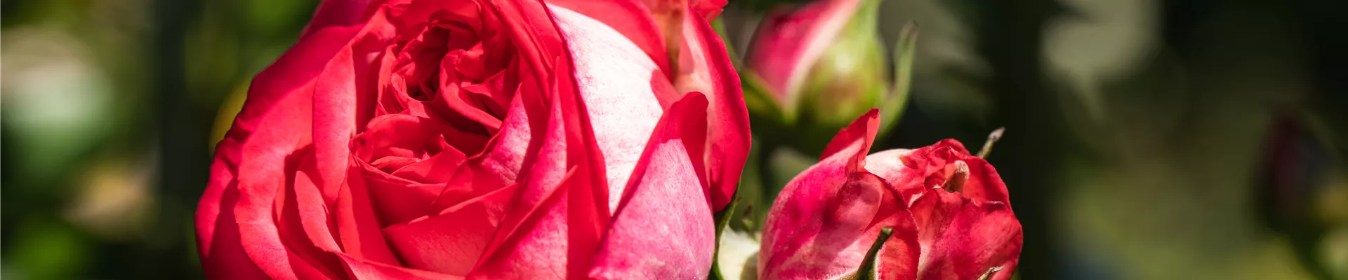 Edelrose, rot-weiss Edelrose, rot-weiss