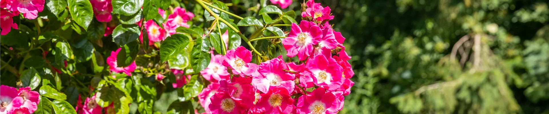 Kletterrose, pink Kletterrose, pink