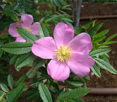 Rosa (Bodendeckerrose) 'Nitida'