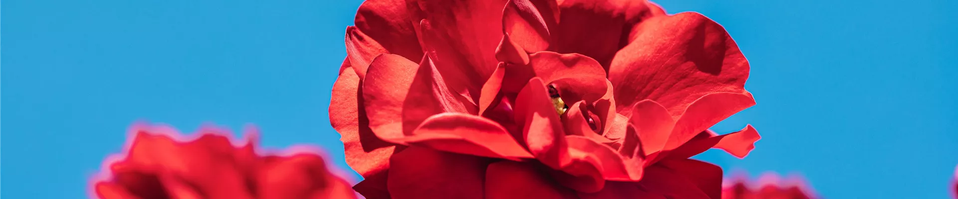 Strauchrose, rot Strauchrose, rot