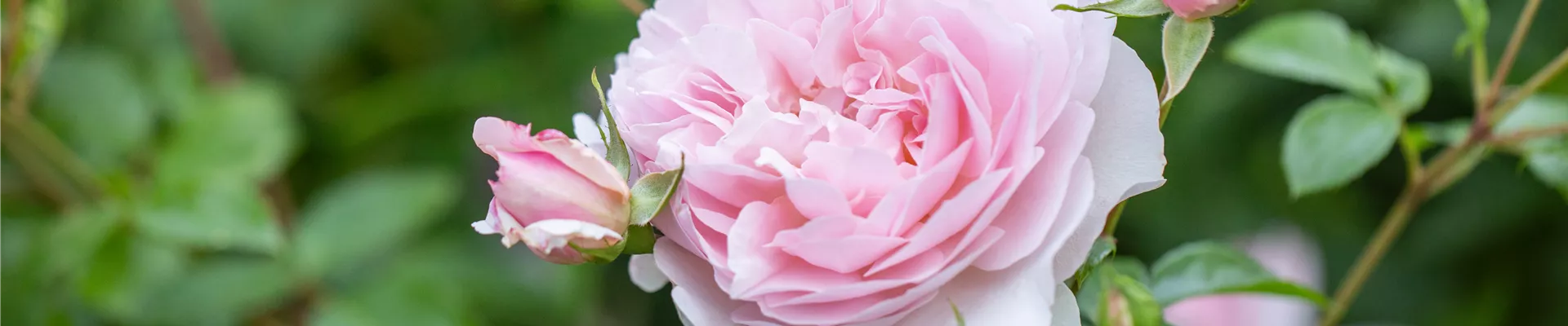 Englische Rose, rosa Englische Rose, rosa