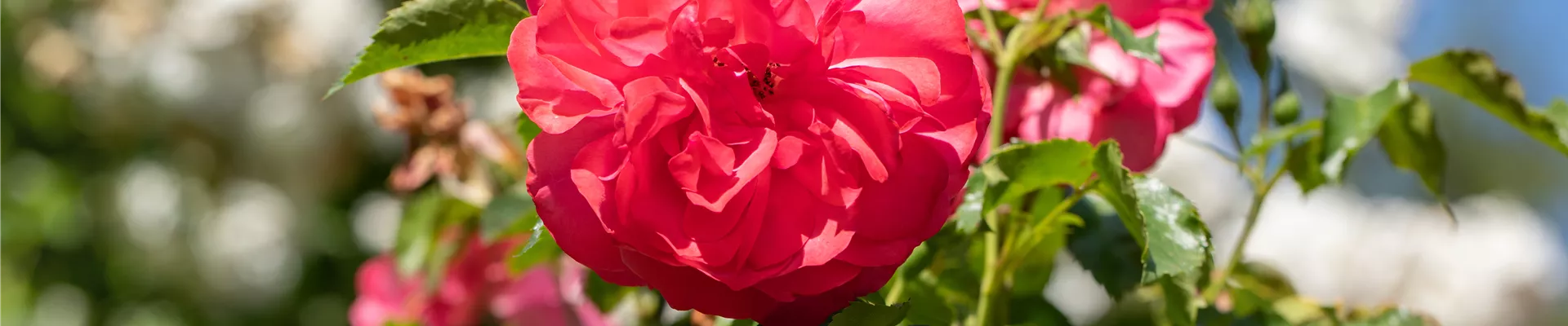 Kletterrose, rot Kletterrose, rot