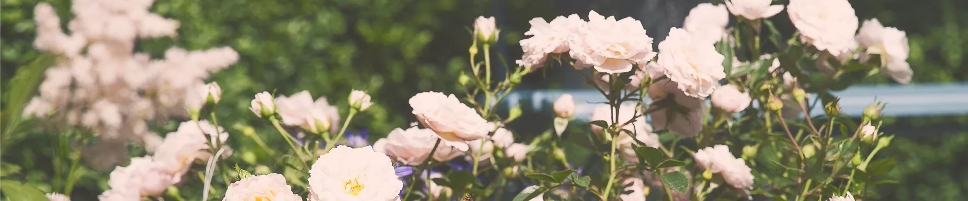 Rose in Pflanzkübel