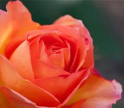 Rosa (Floribundarose) 'Anne Frank'