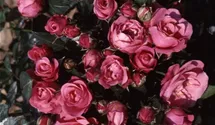 Rosa (Floribundarose) 'Bella Rosa'®