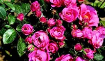 Rosa (Floribundarose) 'Bella Rosa'®