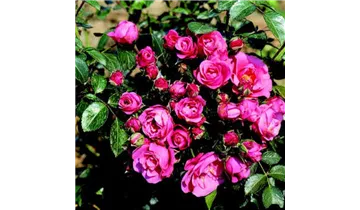 Rosa (Floribundarose) 'Bella Rosa'®