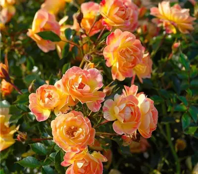 Rosa (Bodendeckerrose) 'Bienenweide® Fruity'