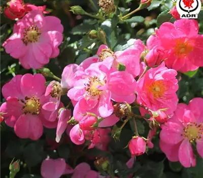 Rosa (Bodendeckerrose) 'Bienenweide® Rosa'