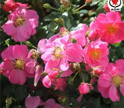 Rosa (Bodendeckerrose) 'Bienenweide® Rosa'