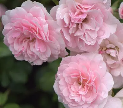 Rosa (Floribundarose) 'Bonica 82'®