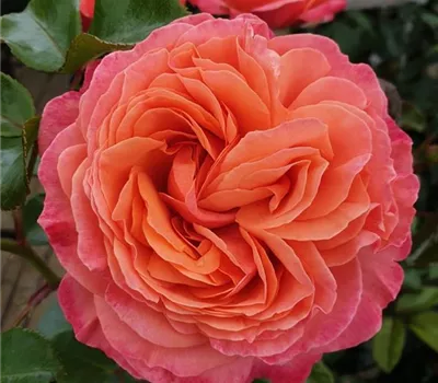 Rosa (Floribundarose) 'Coral Lions Rose'® Rosa (Floribundarose) 'Coral Lions Rose'®