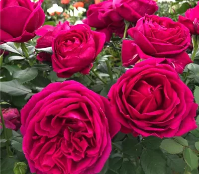Rosa (Floribundarose) 'Für Elise'® Rosa (Floribundarose) 'Für Elise'®