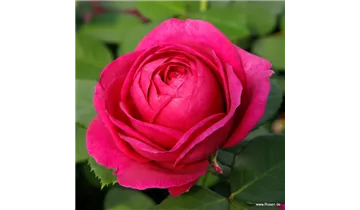 Rosa (Floribundarose) 'Für Elise'®