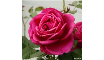 Rosa (Floribundarose) 'Für Elise'®