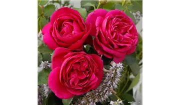 Rosa (Floribundarose) 'Für Elise'®