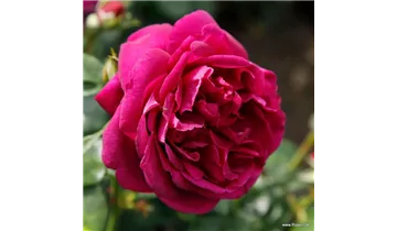 Rosa (Floribundarose) 'Für Elise'®