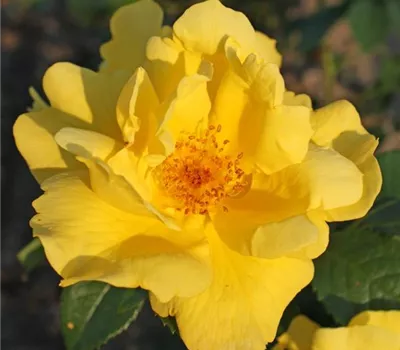 Rosa (Floribundarose) 'Lemon Fizz'®