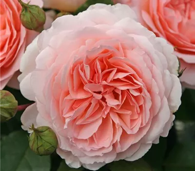 Rosa (Floribundarose) 'Märchenzauber'® Rosa (Floribundarose) 'Märchenzauber'®